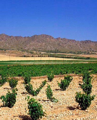 Vineyards and the Sierra del Serral south of Yecla   Murcia Province Spain DO Yecla