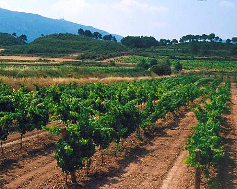 Chardonnay vineyard of Concavins near Montblanc   Catalonia Spain  Conca de Barber
