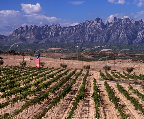 Vineyards of JRaventos Rosell with the   Sierra de Montserrat beyond Near Masquefa Catalonia Spain Penedes