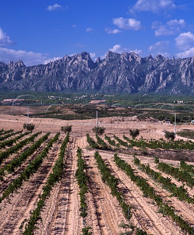Vineyards of JRaventos Rosell with the Sierra de Montserrat beyond Near Masquefa Catalonia Spain    Penedes