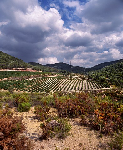 Cabernet Sauvignon vineyard of Concavins high in the Peneds hills above Les Pobles Catalonia Spain 