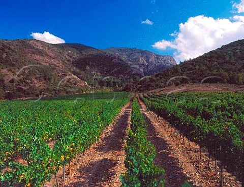 Cabernet Sauvignon vineyard below the Sierra de   Roquerole near Poblet Catalonia Spain Conca de   Barber