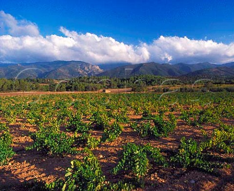 Vineyard with the Sierra de Roquerole in the   distance Near Vimbodi Catalonia Spain   Conca de Barber