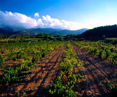 Vineyard near Vimbodi with the Sierra de Roquerole   in the distance Catalonia Spain    Conca de Barbera DO