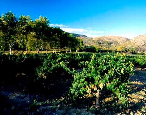 Vineyard near FontRubi Catalonia Spain     Penedes DO