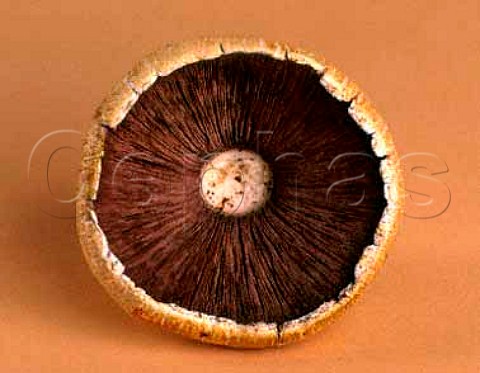 Gills of a Field Mushroom