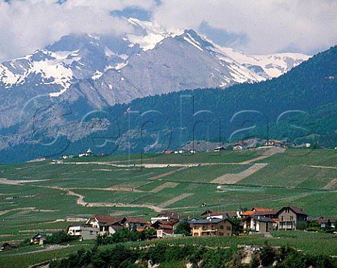 Vineyards near Sion Valais Switzerland