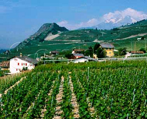 Vineyards above Sion Switzerland Valais