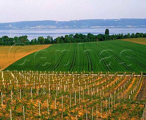 Vineyard on the north shore of Lac de Neuchtel    near Concise Switzerland  Neuchtel