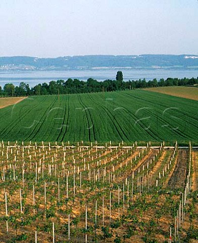 Vineyard on the north shore of Lac de Neuchtel near Concise Switzerland