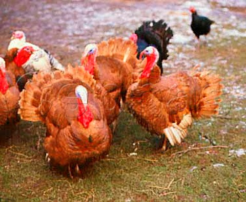 Freerange turkeys