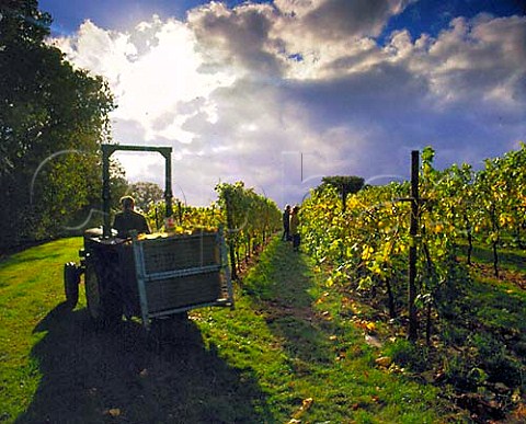 Harvesting MullerThurgau grapes at Lamberhurst   Vineyards Kent England