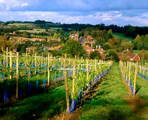 Young Muller Thurgau vines at Lamberhurst vineyards