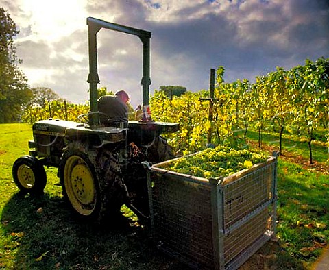 Harvested MullerThurgau grapes Lamberhurst   Vineyards Kent England