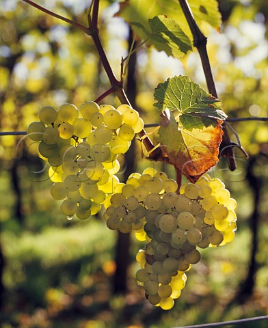 Seyval Blanc grapes