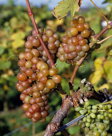 Schnburger grapes Lamberhurst Vineyards Kent England