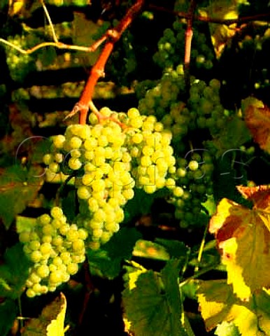 Seyval Blanc grapes at Lamberhurst