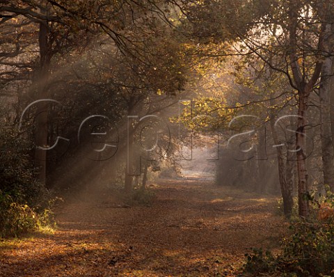 Autumnal trees on Bookham Common near Leatherhead Surrey England