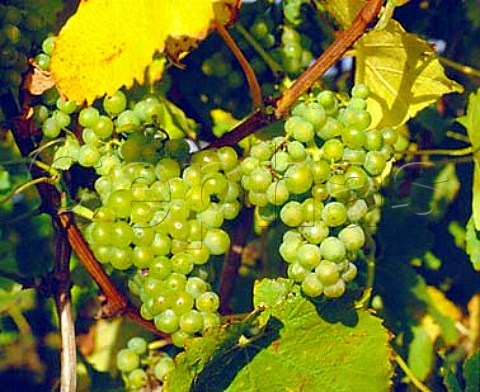 MullerThurgau grapes