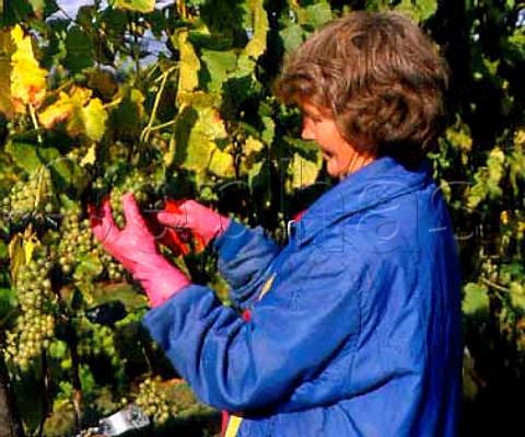 Picking MullerThurgau grapes   Lamberhurst Vineyards Kent