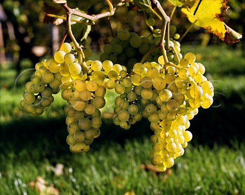 Seyval Blanc grapes Lamberhurst Vineyards Kent   England