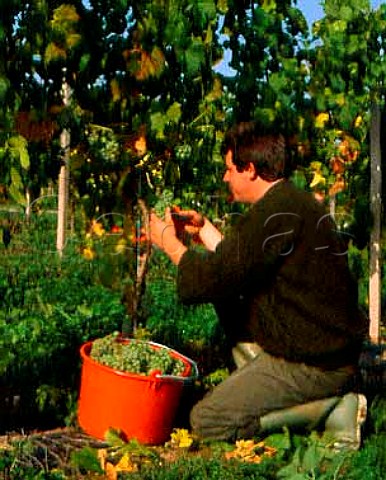 Picking MullerThurgau grapes in vineyard of Denbies Estate on the North Downs at Dorking Surrey England