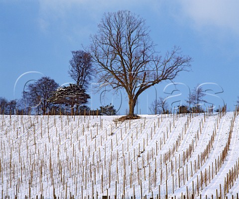 Snow covered vineyard of Denbies Wine Estate on the North Downs Dorking Surrey England