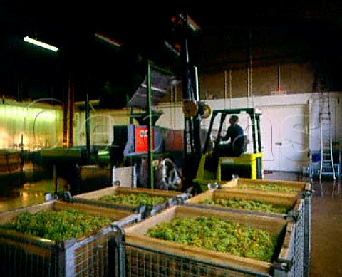 MullerThurgau grapes awaiting destalking and   crushing at Lamberhurst Vineyards Kent