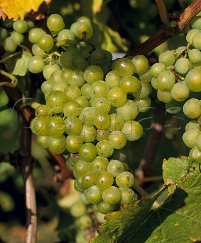 MullerThurgau grapes   Lamberhurst Vineyards Kent England