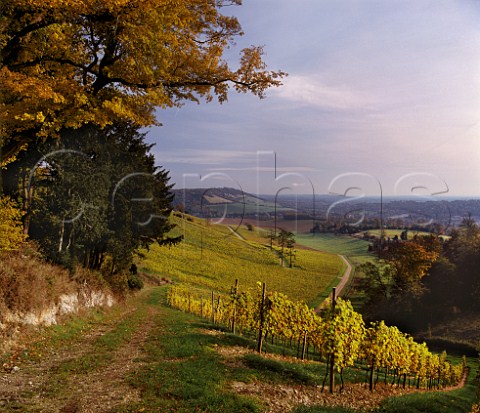 View over vineyards of Denbies Estate towards Box Hill on the North Downs at Dorking Surrey England