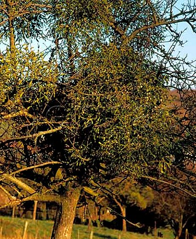 Mistletoe growing in a tree