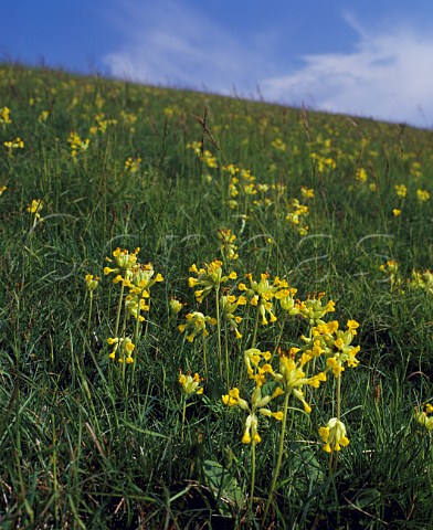 Cowslips on the South Downs Sussex