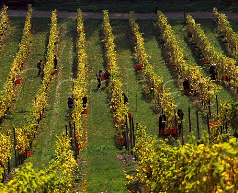Harvesting Auxerrois grapes in vineyard of Denbies   Estate Dorking Surrey England