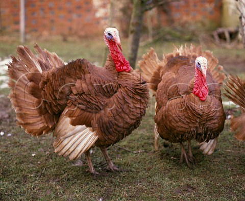 Freerange turkeys