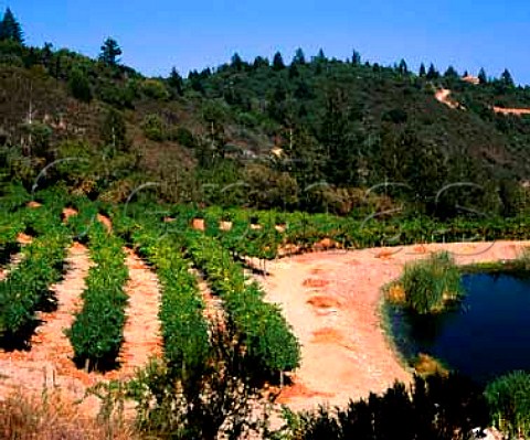 Fern Rock vineyard on Spring Mountain Road above Saint Helena Napa Valley California   Spring Mountain
