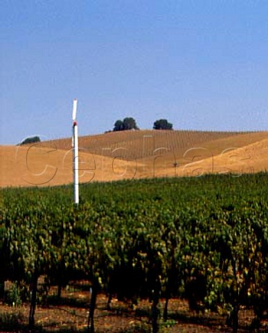 Antifrost wind machine in Clos du Val vineyard Napa California Carneros