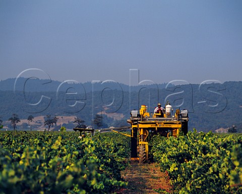 Machine harvesting of Chardonnay grapes at Trefethen Vineyards Napa California
