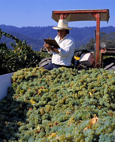 Harvesting Chardonnay grapes Oakville Napa Valley California