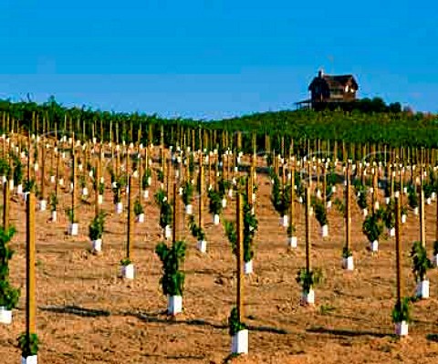 Young vines with milk cartons for   protection in vineyard of Dehlinger Sebastopol Sonoma Co   California   Russian River Valley