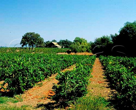 Chardonnay vines near Sonoma Cutrer winery Russian   River Sonoma California