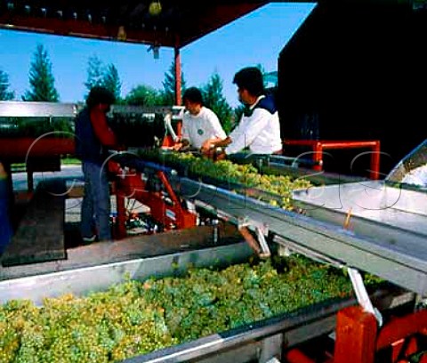 Sorting Chardonnay grapes at Sonoma Cutrer Winery   Russian River Sonoma Co California