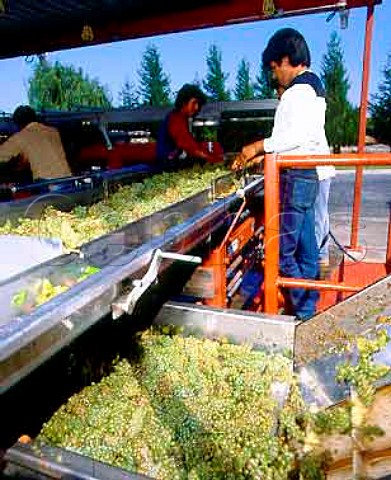 Sorting Chardonnay grapes at Sonoma Cutrer winery   Russian River Sonoma Co California