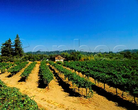 Vineyard in Dry Creek Valley Sonoma Co California