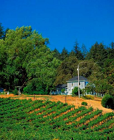 Vineyard in Dry Creek AVA Sonoma California