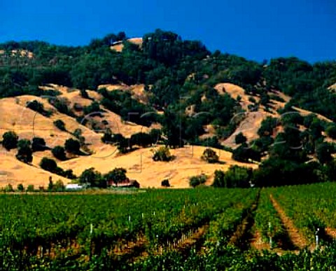 Vineyards near Hopland Mendocino CoCalifornia