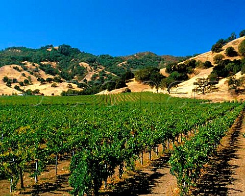 Vineyards near Hopland Mendocino Co California