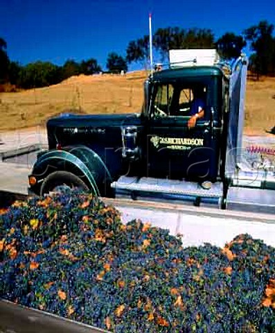 Zinfandel grapes arrive at Fetzers Valley Oaks   winery Hopland Mendocino Co California