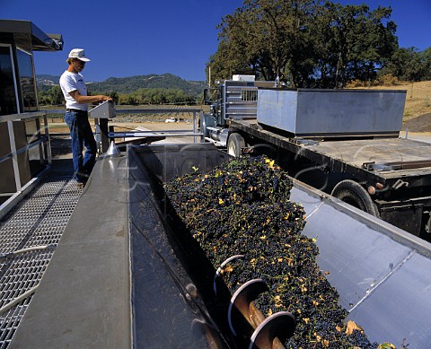Harvested Zinfandel grapes arrive at Fetzers Valley   Oaks winery   Hopland Mendocino Co California