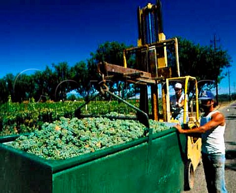 Riesling grapes from Devoto vineyard destined for   KendallJackson  Lakeport Lake Co California      Clear Lake AVA