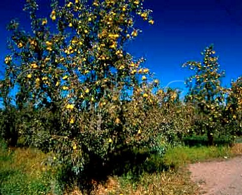 Pear orchard LakeportLake CoCalifornia